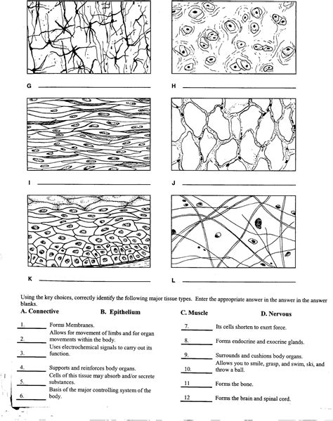 types of tissues worksheet answers